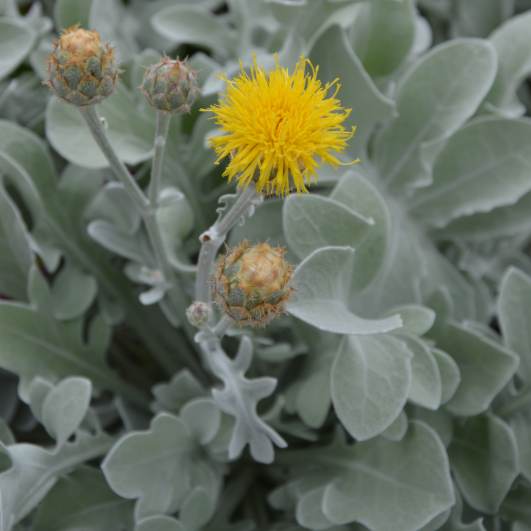 Centaurea ‘Mercury’ 3L 5056771001109